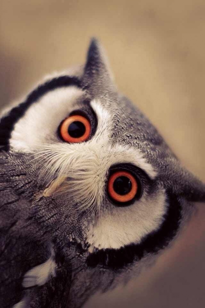 It's 100 most valuable photos of owls of all times and peoples