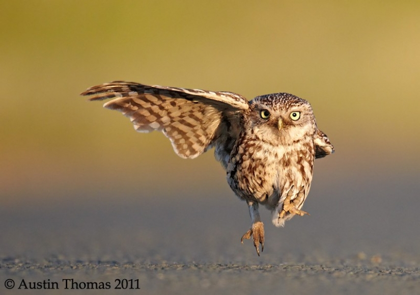 It's 100 most valuable photos of owls of all times and peoples