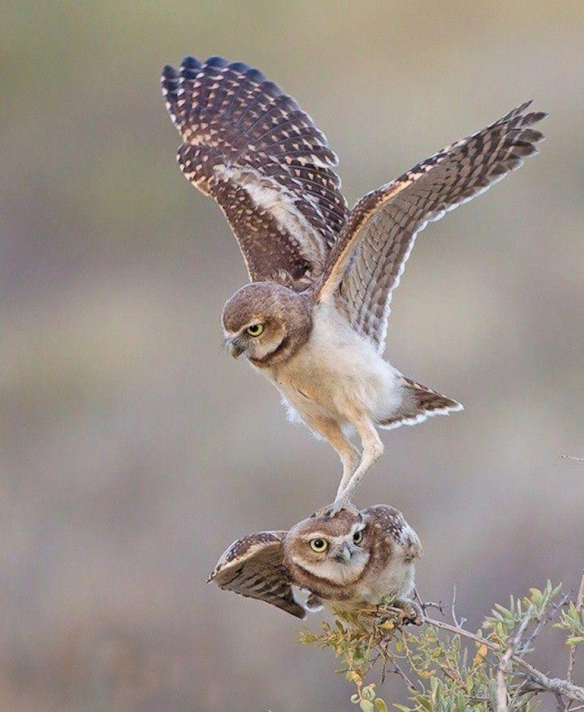 It's 100 most valuable photos of owls of all times and peoples