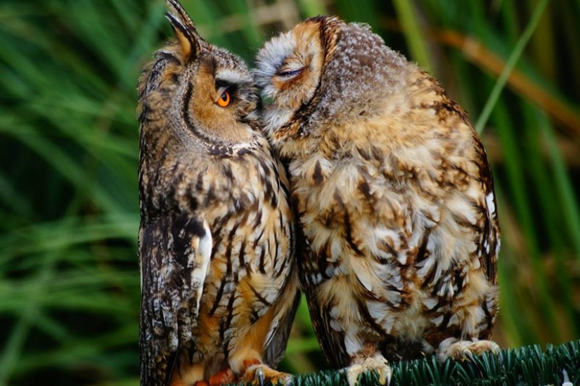It's 100 most valuable photos of owls of all times and peoples