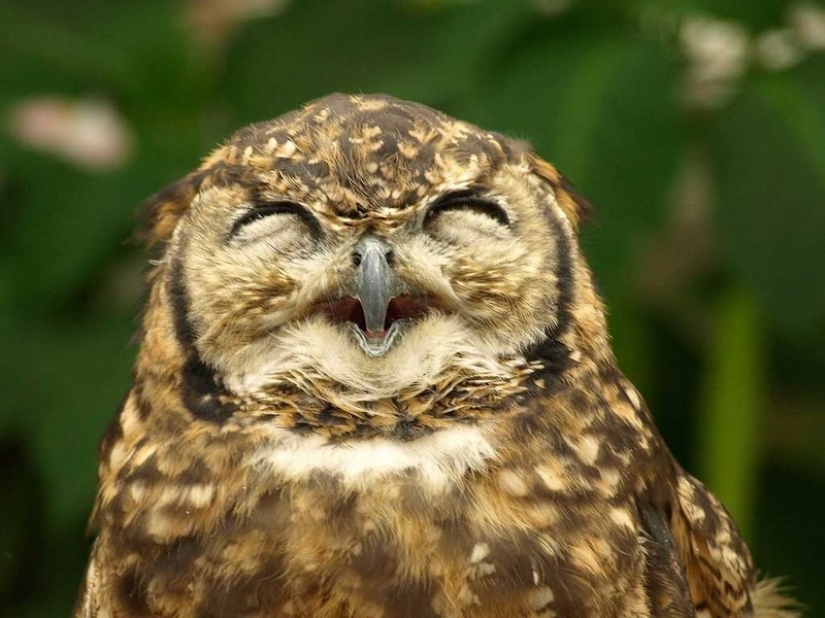 It's 100 most valuable photos of owls of all times and peoples