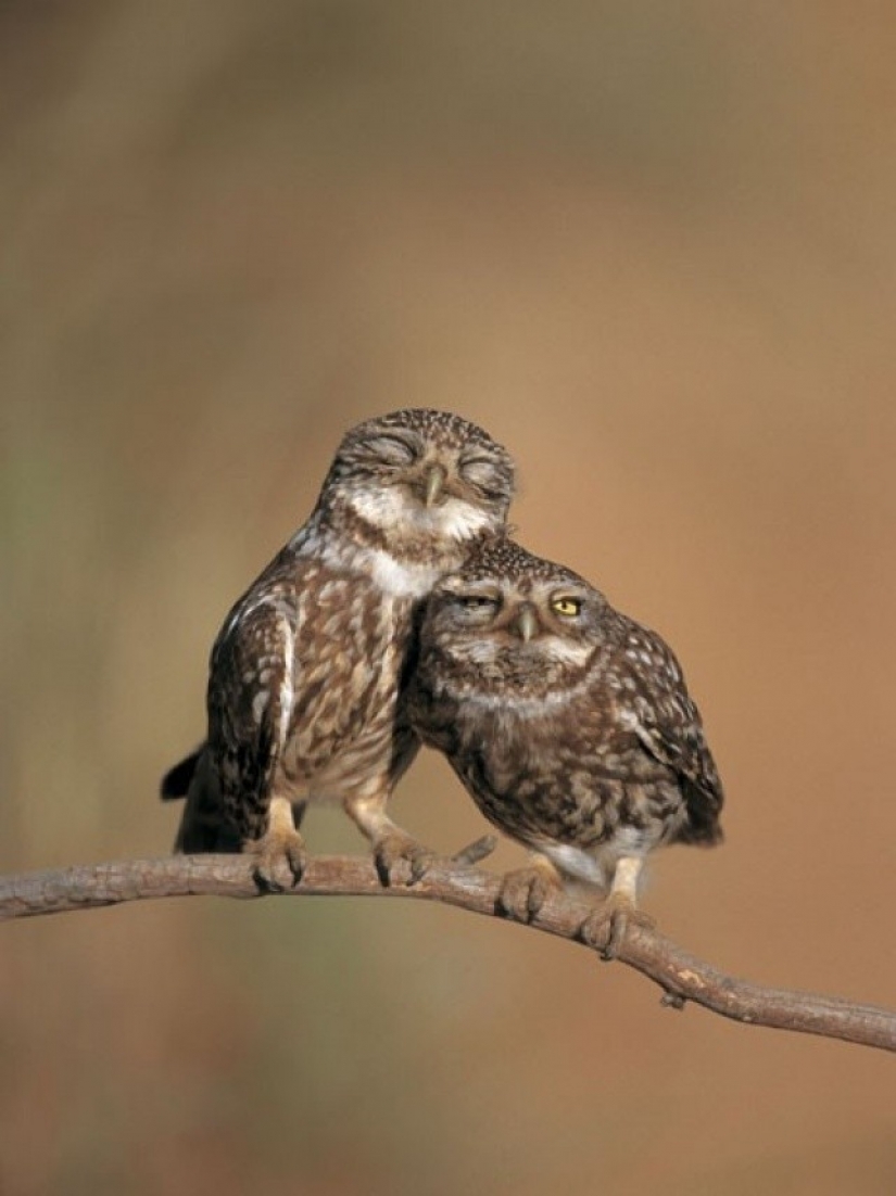 It's 100 most valuable photos of owls of all times and peoples
