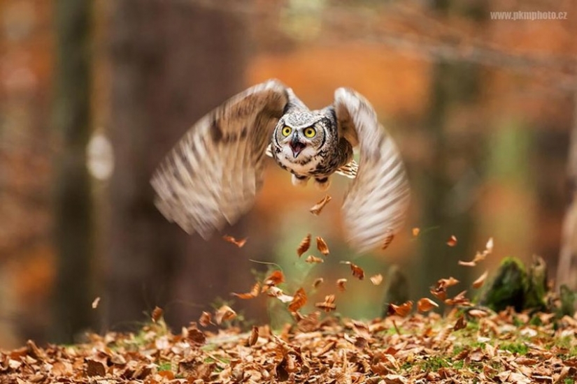It's 100 most valuable photos of owls of all times and peoples