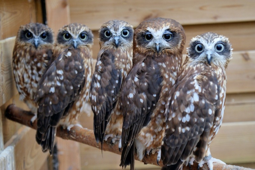 It's 100 most valuable photos of owls of all times and peoples
