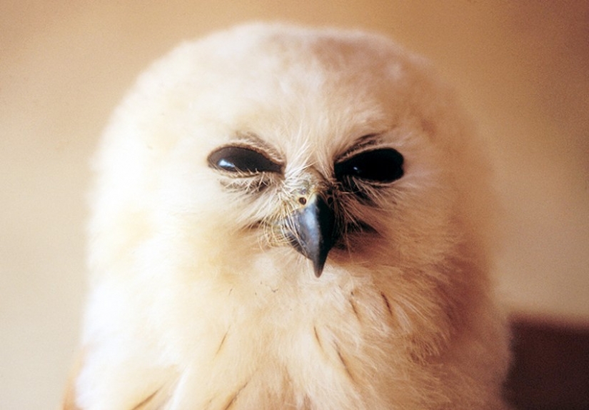 It's 100 most valuable photos of owls of all times and peoples