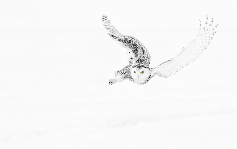 It's 100 most valuable photos of owls of all times and peoples