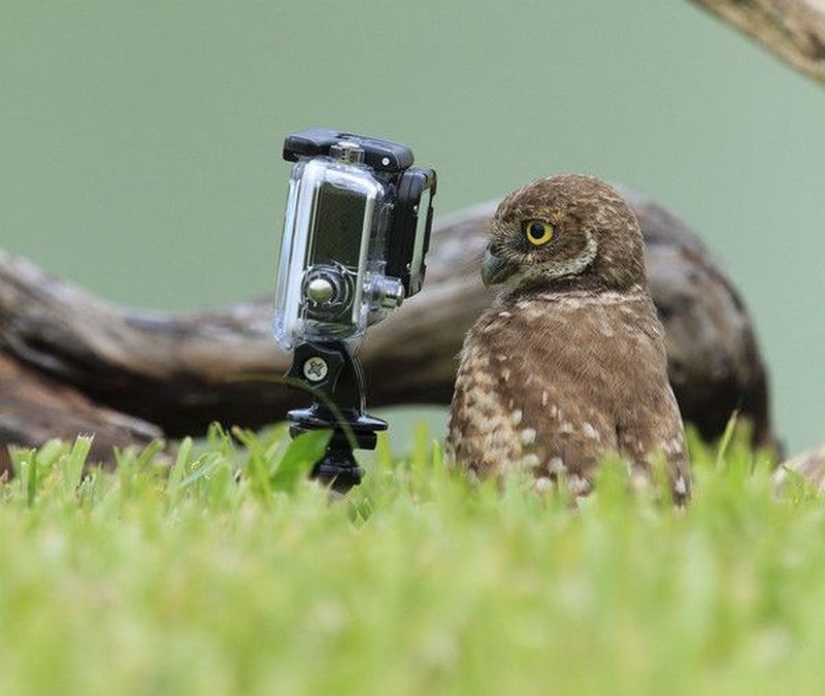 It's 100 most valuable photos of owls of all times and peoples