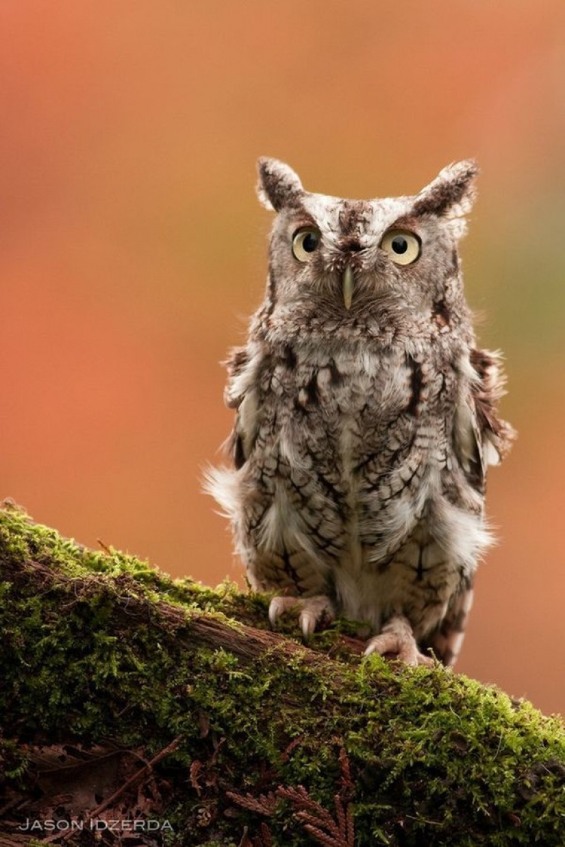 It's 100 most valuable photos of owls of all times and peoples