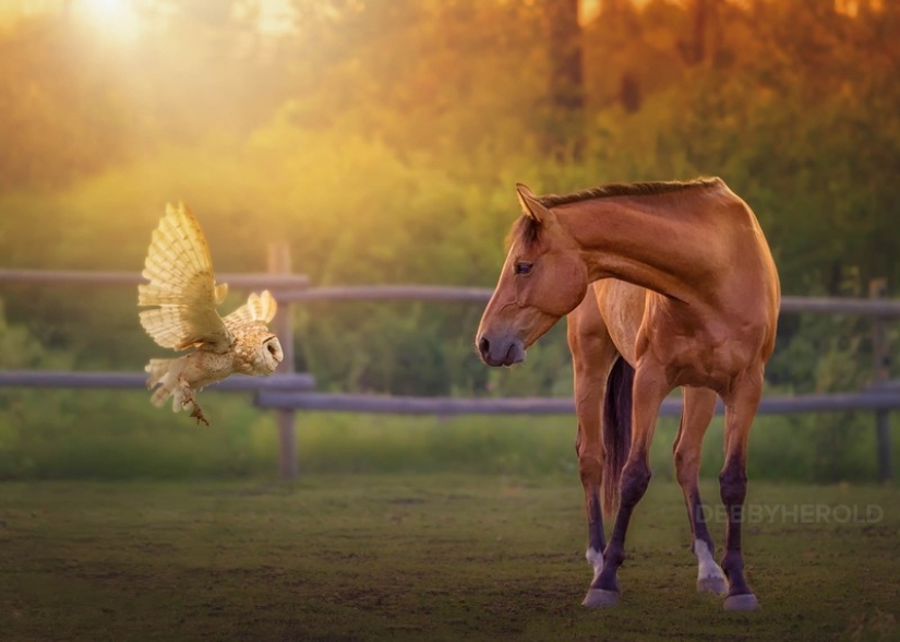 It's 100 most valuable photos of owls of all times and peoples
