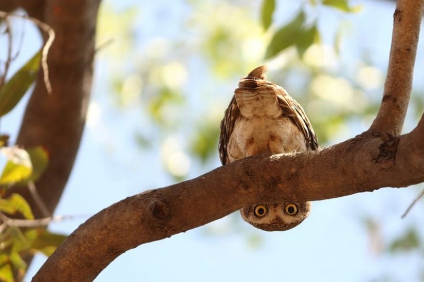 It's 100 most valuable photos of owls of all times and peoples