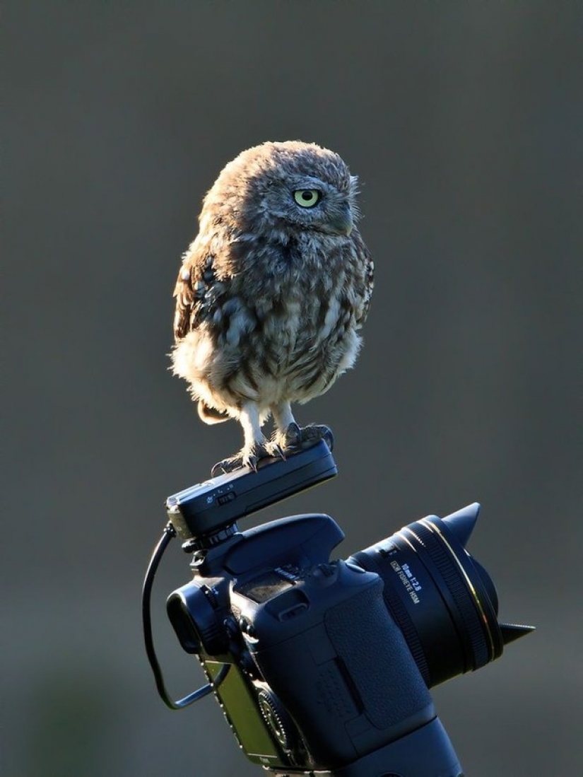 It's 100 most valuable photos of owls of all times and peoples