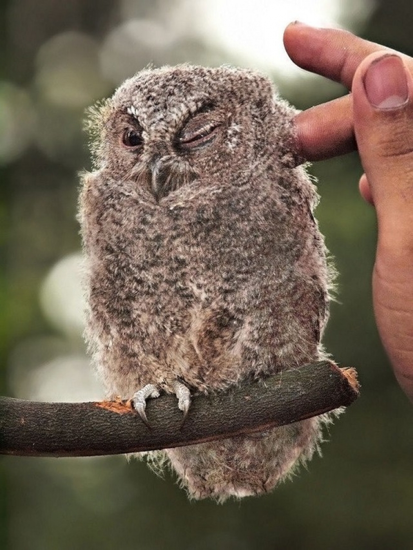 It's 100 most valuable photos of owls of all times and peoples
