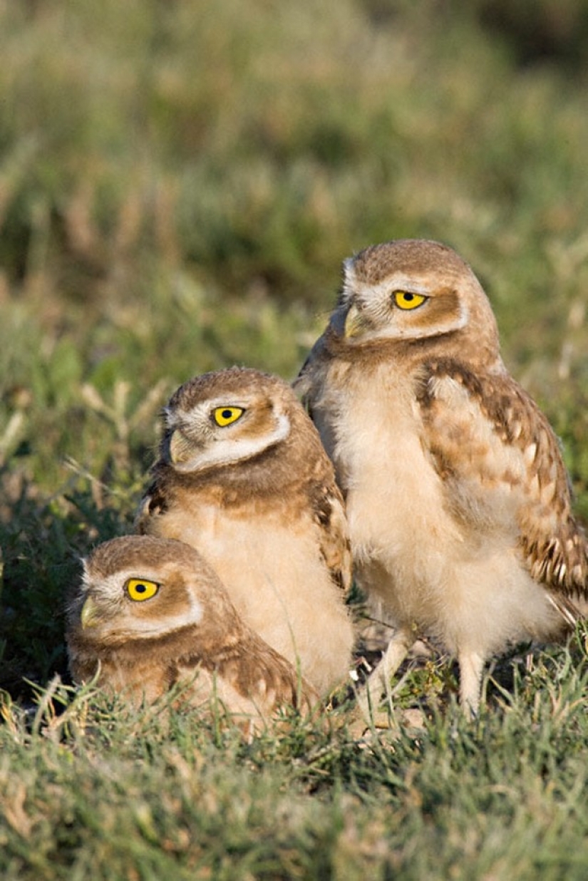 It's 100 most valuable photos of owls of all times and peoples