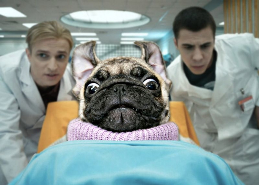 It's creepy and cute at the same time: how does the x-ray picture of a pug It's creepy and cute at the same time: how does the x-ray picture of a pug