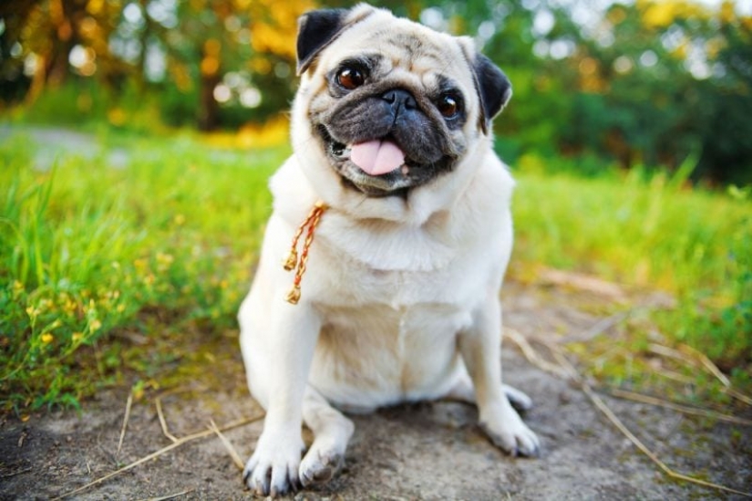 It's creepy and cute at the same time: how does the x-ray picture of a pug It's creepy and cute at the same time: how does the x-ray picture of a pug