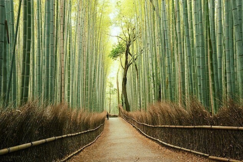 Japón va a pagar de los turistas que vienen al país Japón va a pagar de los turistas que vienen al país
