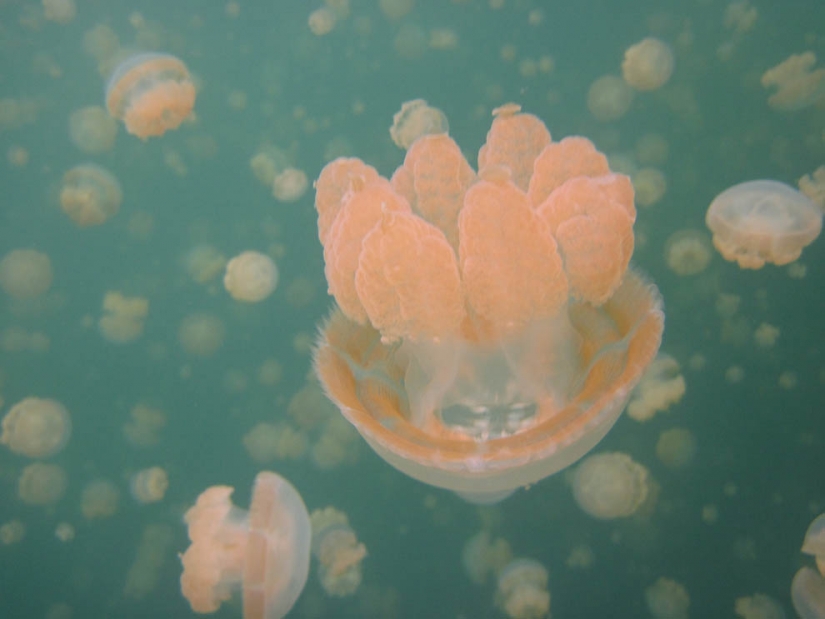 Jellyfish lake