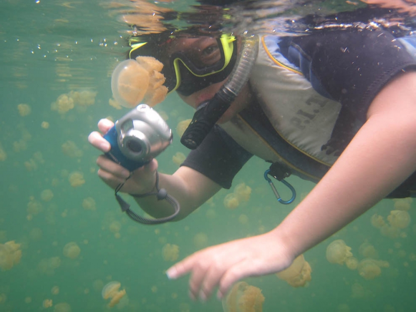 Jellyfish lake