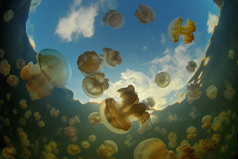 Jellyfish lake