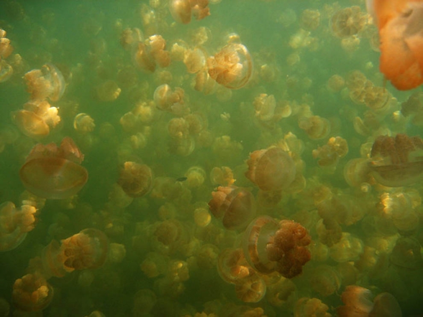 Jellyfish lake