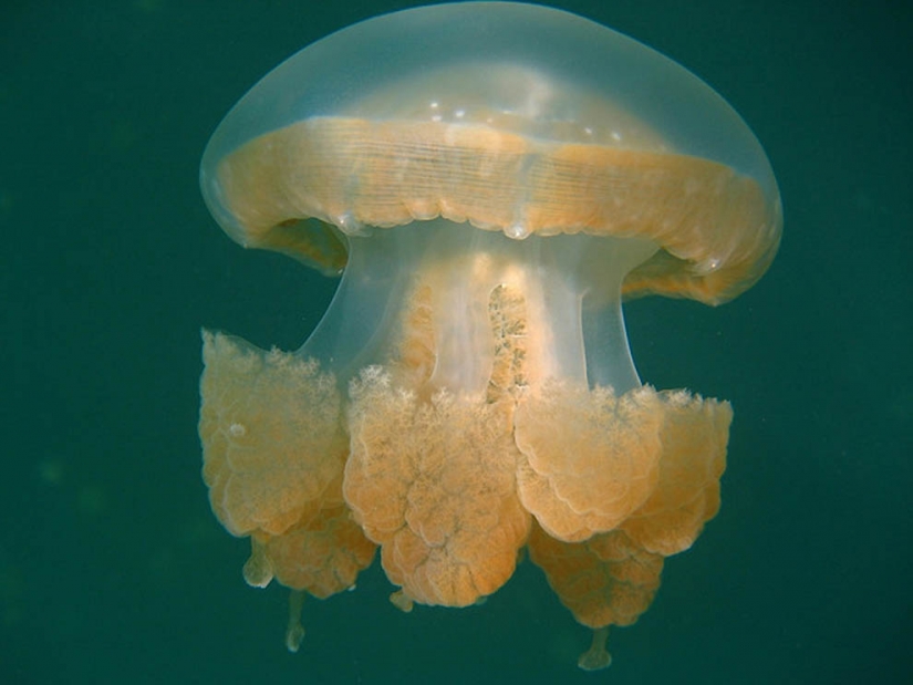 Jellyfish lake