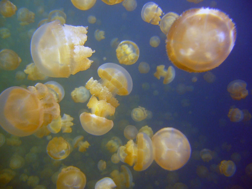 Jellyfish lake
