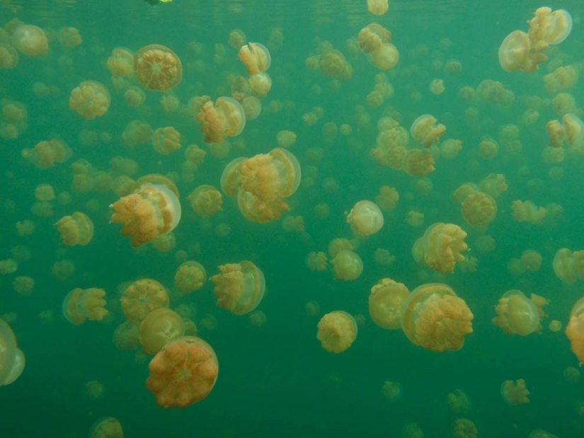Jellyfish lake