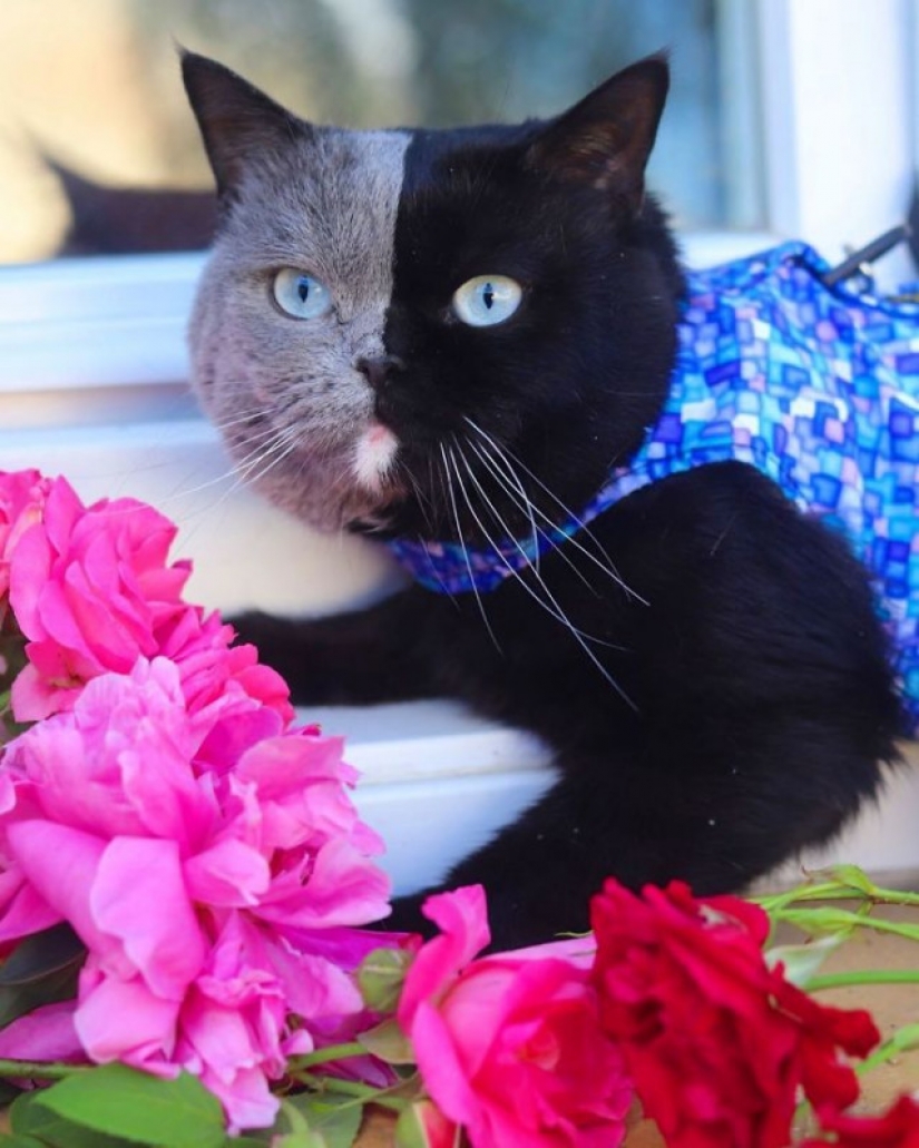 Kittens are two-faced cat named Narnia shared the color of his father