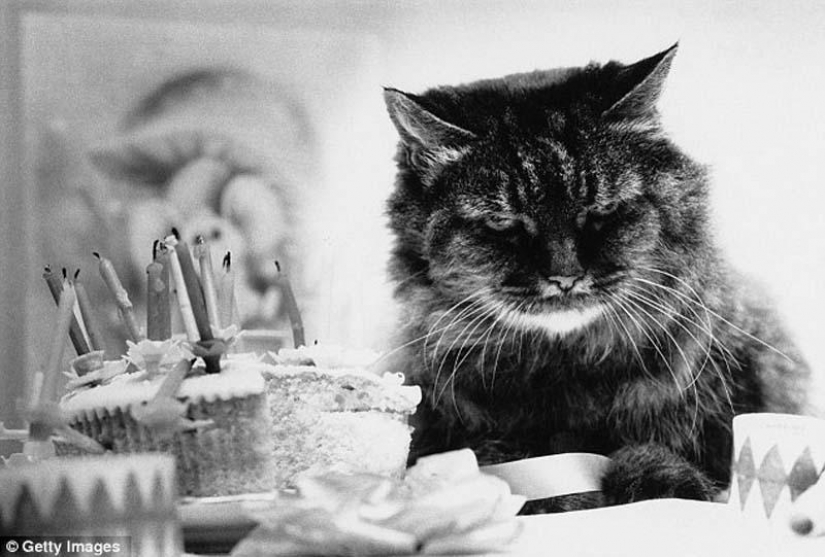 Kote "pre-Internet" period Kote "pre-Internet" period
