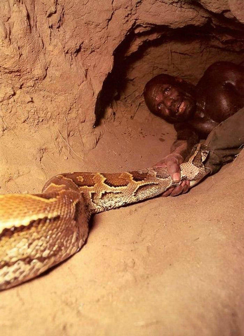 La captura de una de Python en cebo vivo La captura de una de Python en cebo vivo