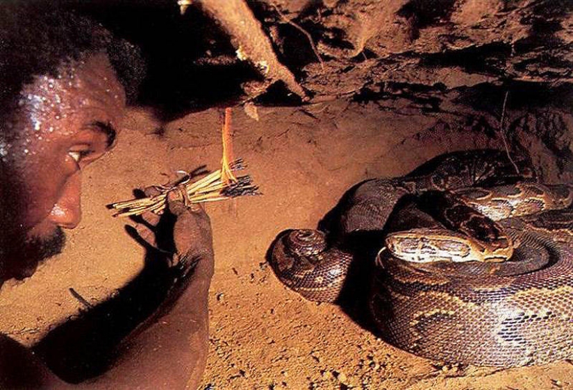 La captura de una de Python en cebo vivo La captura de una de Python en cebo vivo
