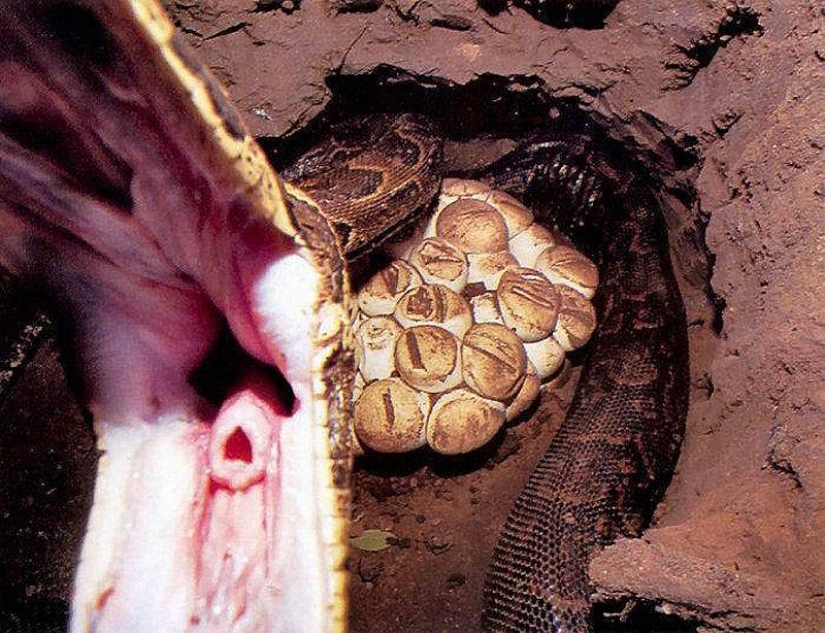 La captura de una de Python en cebo vivo La captura de una de Python en cebo vivo