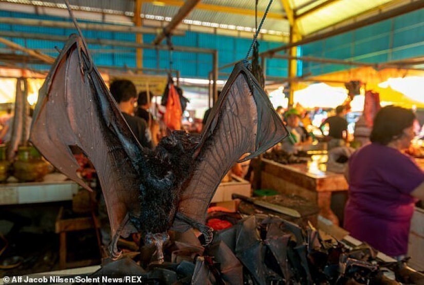 La carne de caza: en Indonesia han encontrado un mercado con murciélagos y ratas La carne de caza: en Indonesia han encontrado un mercado con murciélagos y ratas