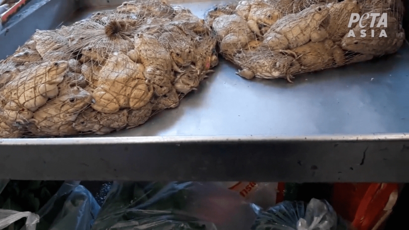 La carne de caza: en Indonesia han encontrado un mercado con murciélagos y ratas La carne de caza: en Indonesia han encontrado un mercado con murciélagos y ratas