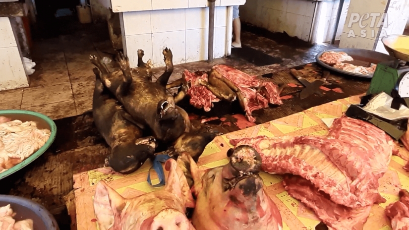 La carne de caza: en Indonesia han encontrado un mercado con murciélagos y ratas La carne de caza: en Indonesia han encontrado un mercado con murciélagos y ratas