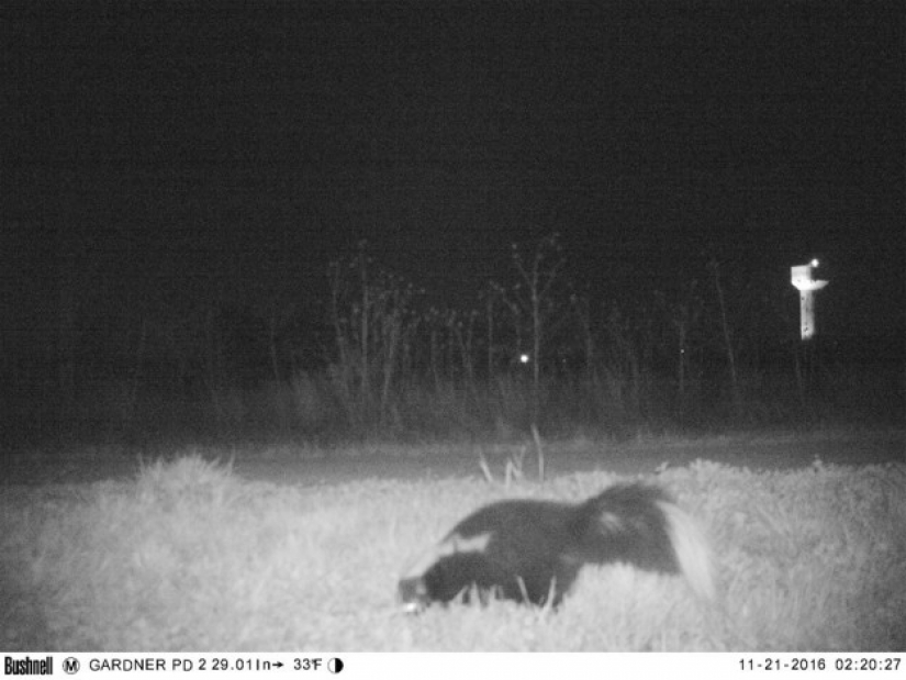 La policía encontró a la cámara de la visión nocturna para encontrar el Cougar, pero la situación se salió de control
