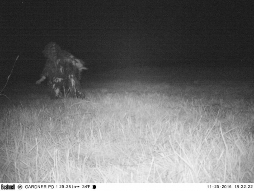 La policía encontró a la cámara de la visión nocturna para encontrar el Cougar, pero la situación se salió de control