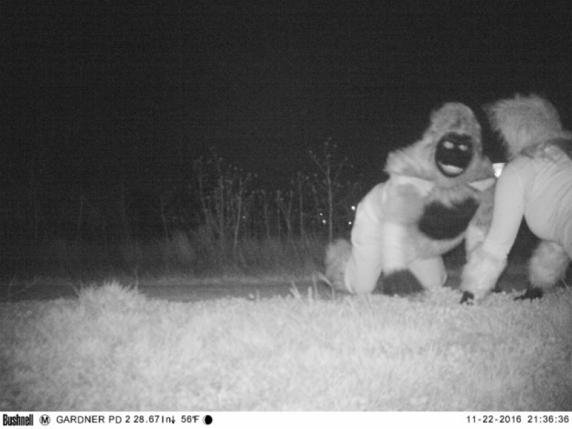 La policía encontró a la cámara de la visión nocturna para encontrar el Cougar, pero la situación se salió de control