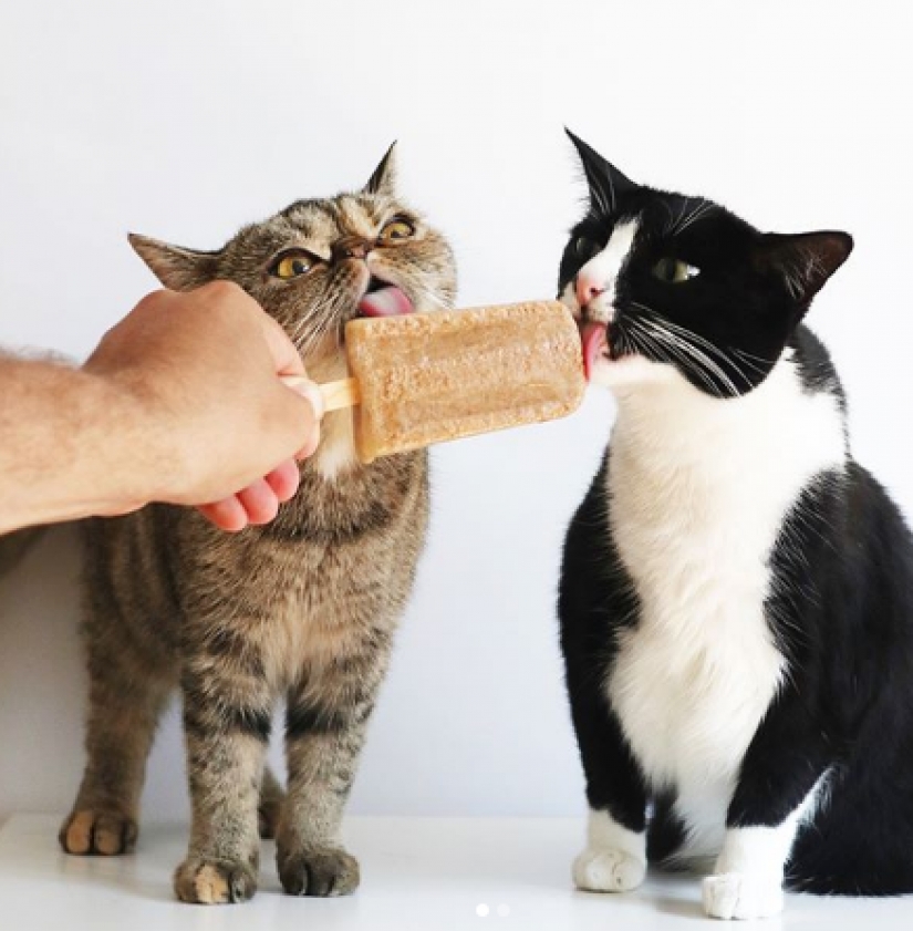 La princesa Chito: la vida creativa de la mayoría ordinaria de los gatos