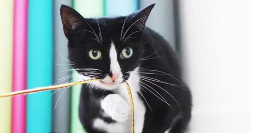 La princesa Chito: la vida creativa de la mayoría ordinaria de los gatos