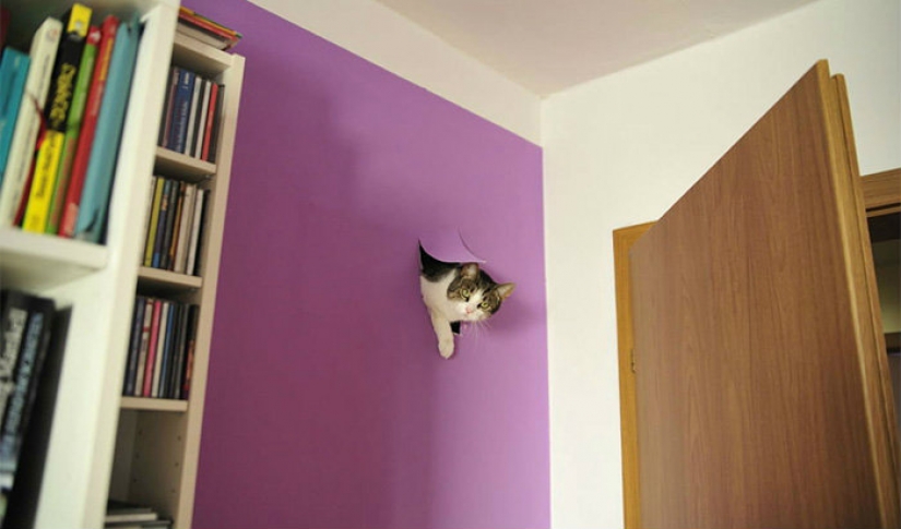 La prolongación de la vida de estos gatos es imposible observar sin reír La prolongación de la vida de estos gatos es imposible observar sin reír