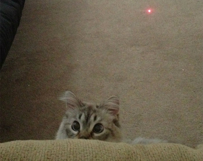 La prolongación de la vida de estos gatos es imposible observar sin reír La prolongación de la vida de estos gatos es imposible observar sin reír