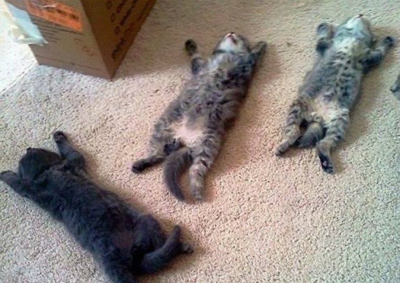 La prolongación de la vida de estos gatos es imposible observar sin reír La prolongación de la vida de estos gatos es imposible observar sin reír