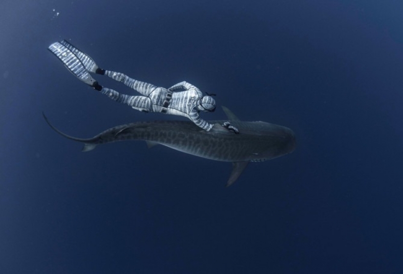 La sonrisa de la muerte: como el intrépido buzo está en contacto con los tiburones
