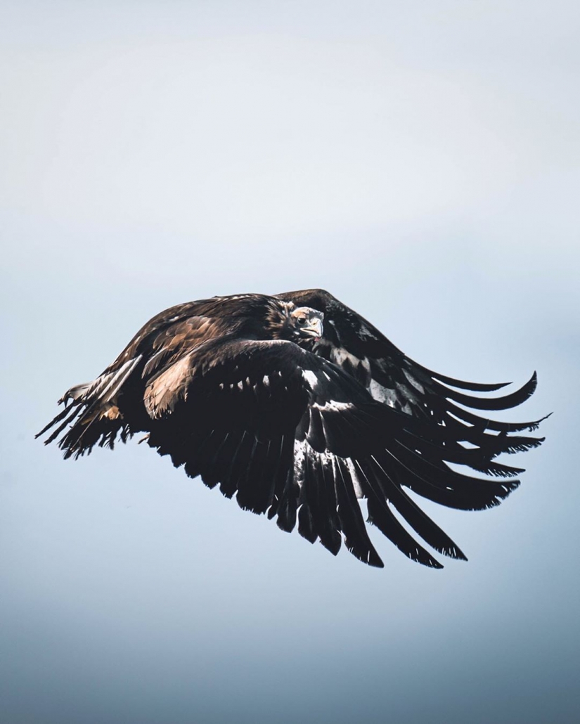 La Unión del hombre y de los pájaros: 7 impresionantes fotos de la cetrería en Mongolia