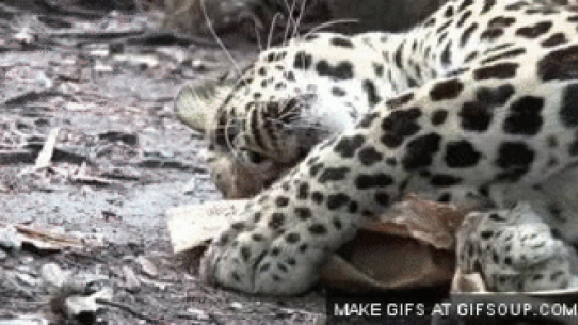 Large cats that just want to do the usual cat chores Large cats that just want to do the usual cat chores