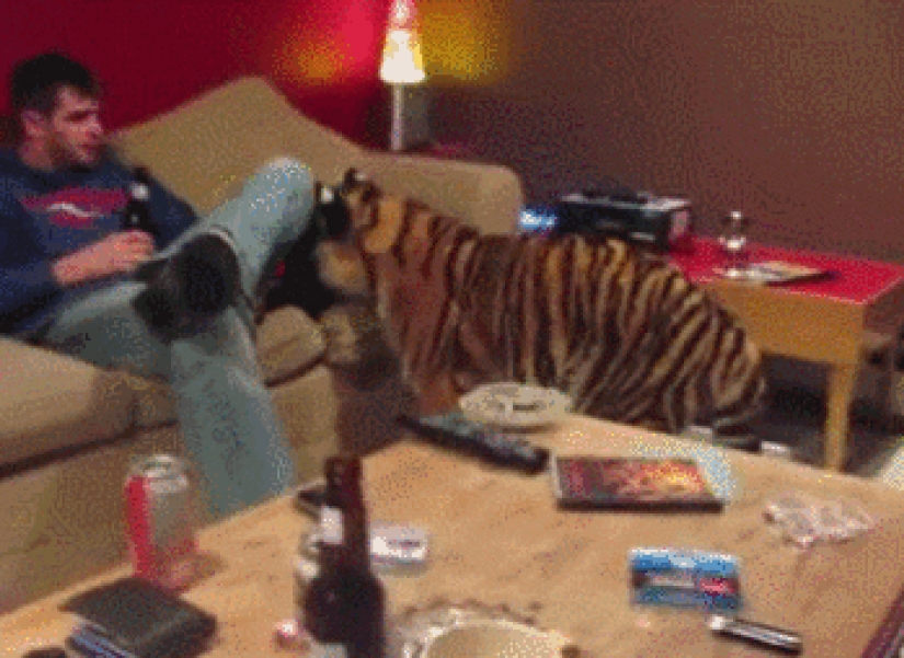 Large cats that just want to do the usual cat chores Large cats that just want to do the usual cat chores