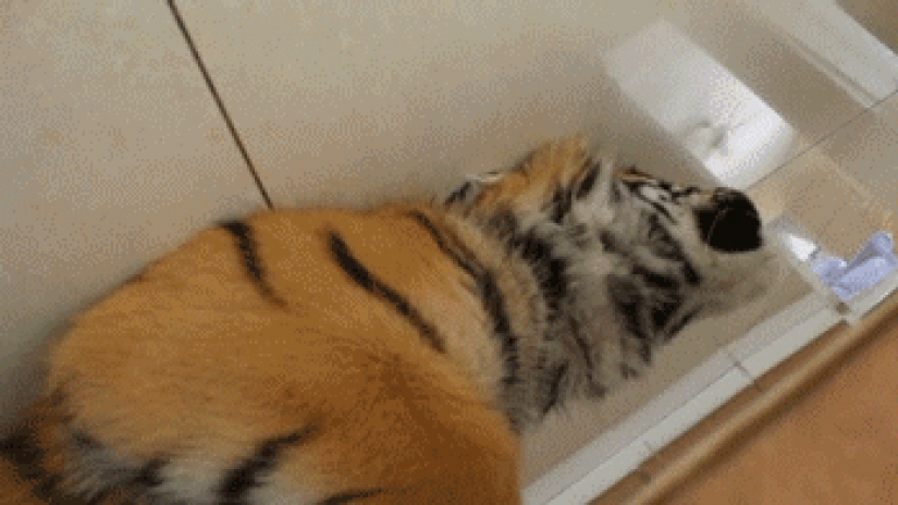 Large cats that just want to do the usual cat chores Large cats that just want to do the usual cat chores