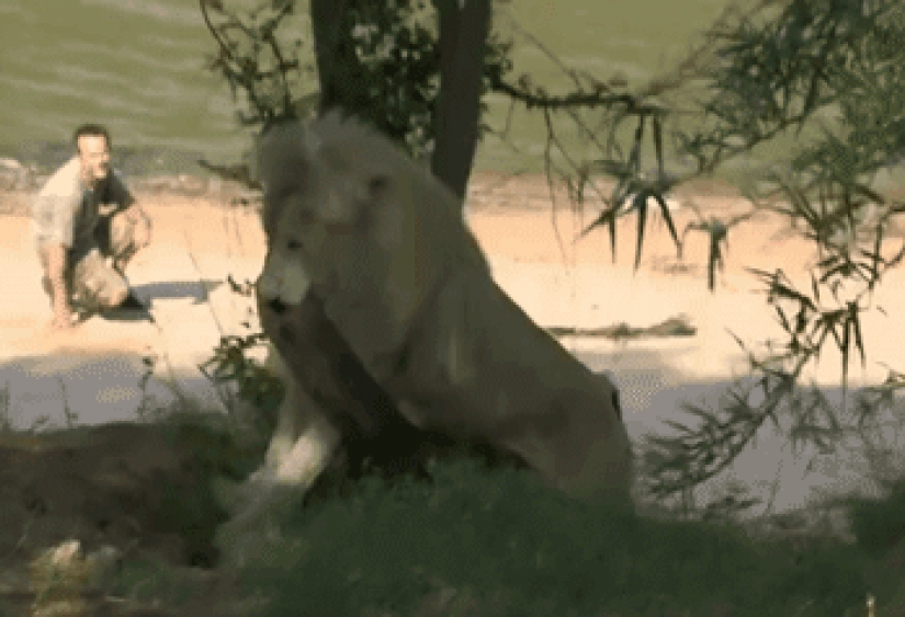 Large cats that just want to do the usual cat chores Large cats that just want to do the usual cat chores