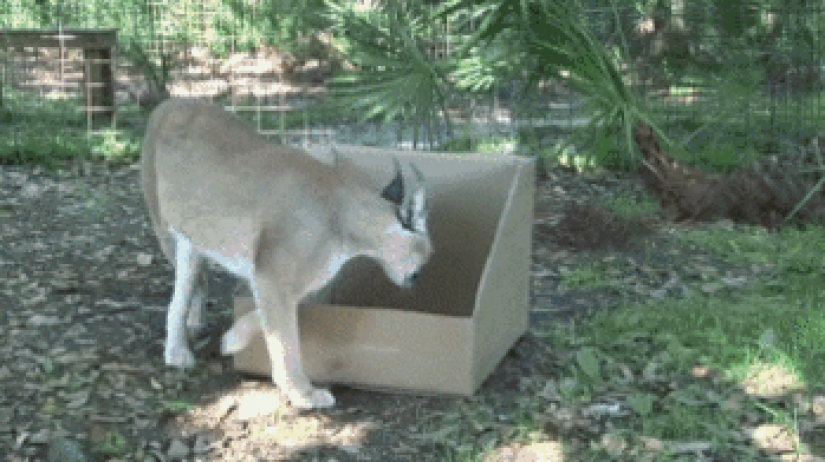 Large cats that just want to do the usual cat chores Large cats that just want to do the usual cat chores